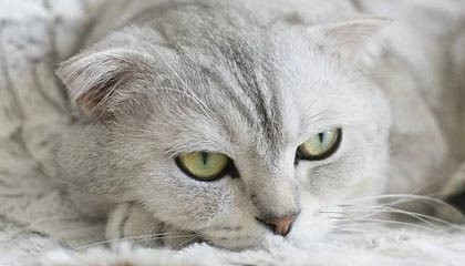 世界杯直播下载-中国代表团境外参赛奖牌总数创新高